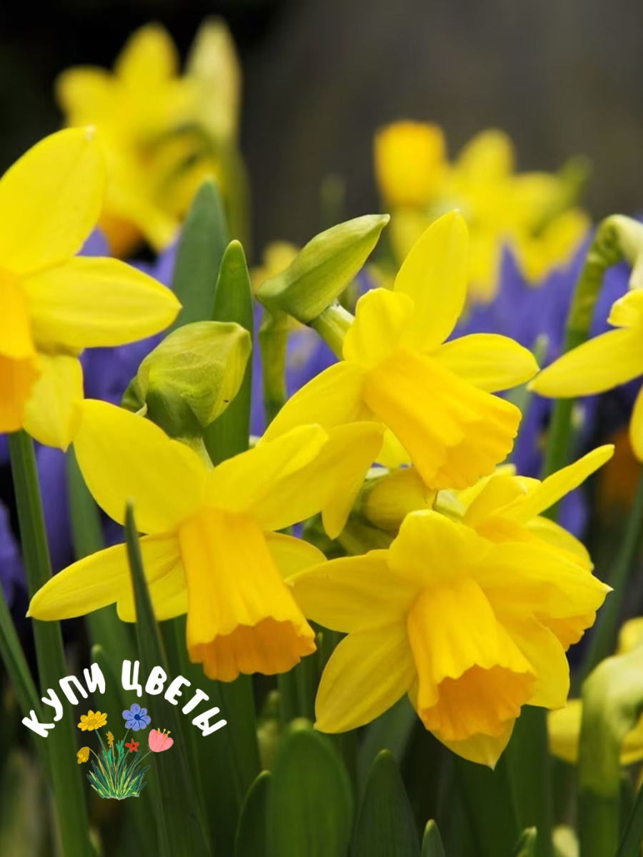 Луковицы цветов купи цветы Нарцисс Tete a Tete (5 луковиц)