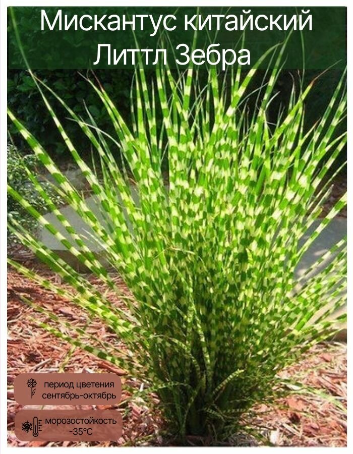 Мискантус китайский Литтл Зебра