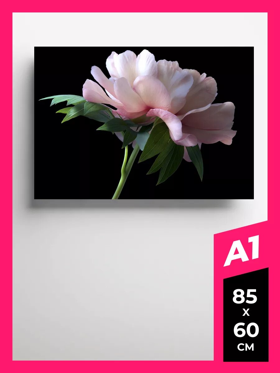 Постер пионы плакат 20 на стену А1 А2 А3 50 х 70 матовая фотобумага премиум качества