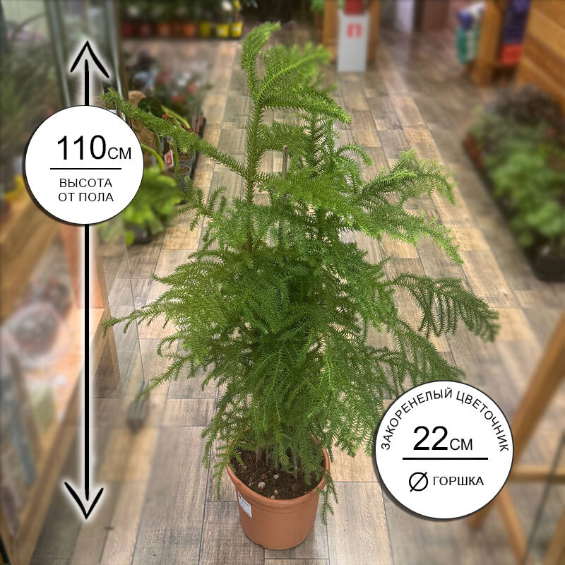 Араукария 22*110 живое комнатное растение в горшке