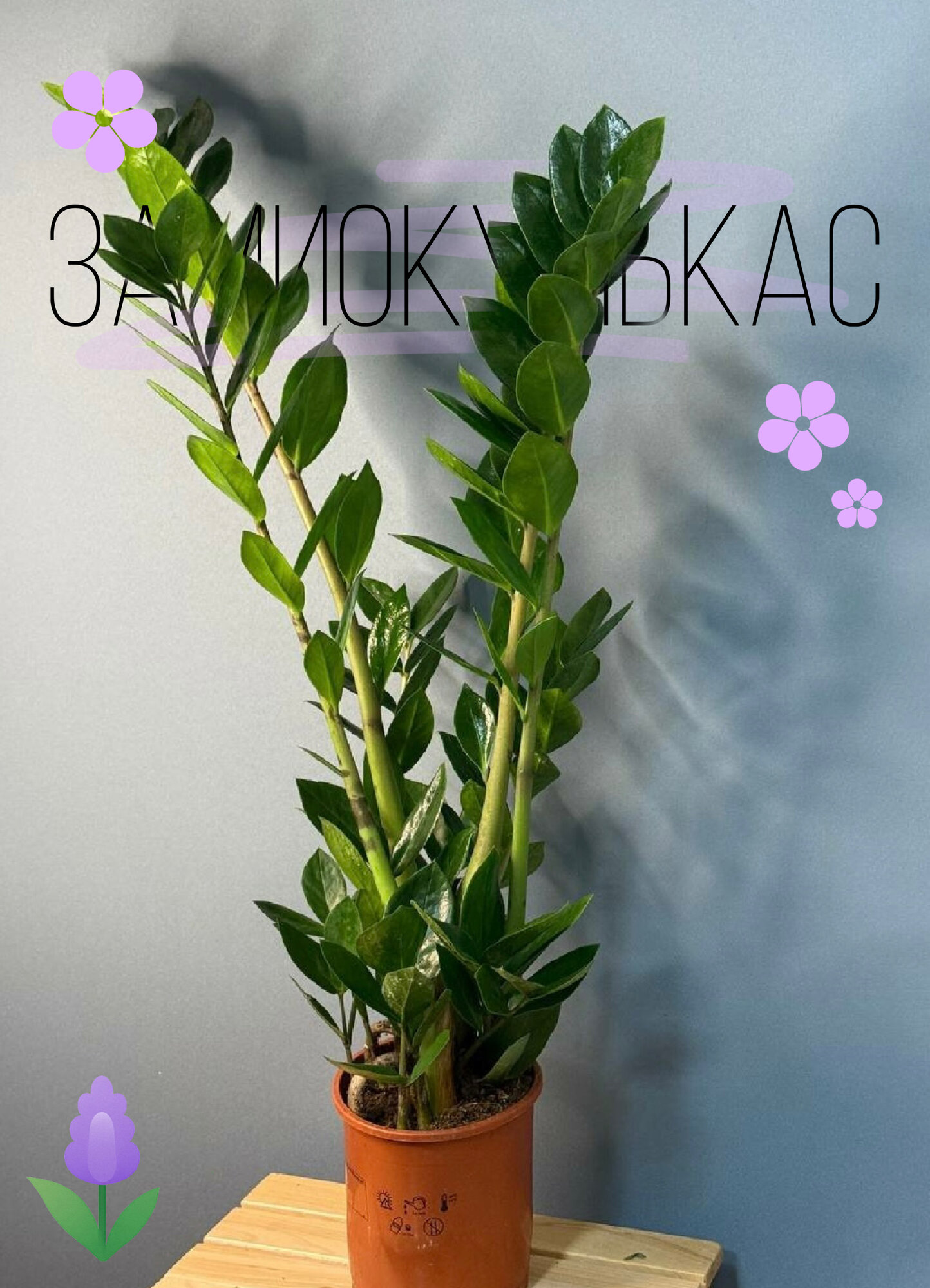 Замиокулькас — крупное зелёное украшение интерьера и символ достатка