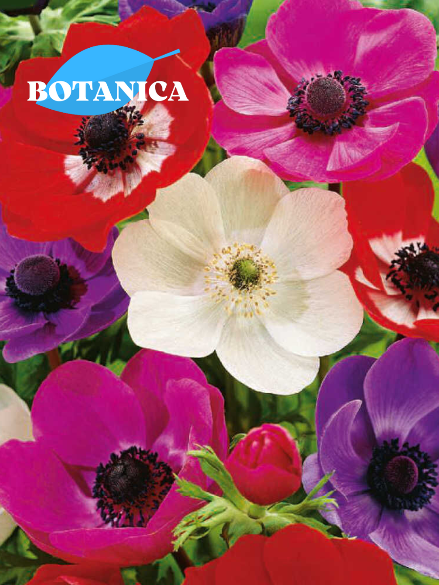 Луковицы цветов, botanica garden, анемоны ДЕ каен микс, 10 штук