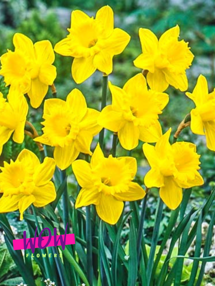 Луковицы цветов WOW FLOWERS  Нарцисс Датч Мастер  махровый желтый ( 5 штук )