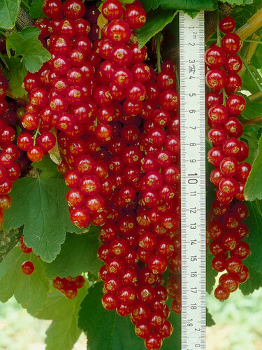 Изображение товара Смородина красная Уральский Сувенир / многолетний, морозостойкий сорт