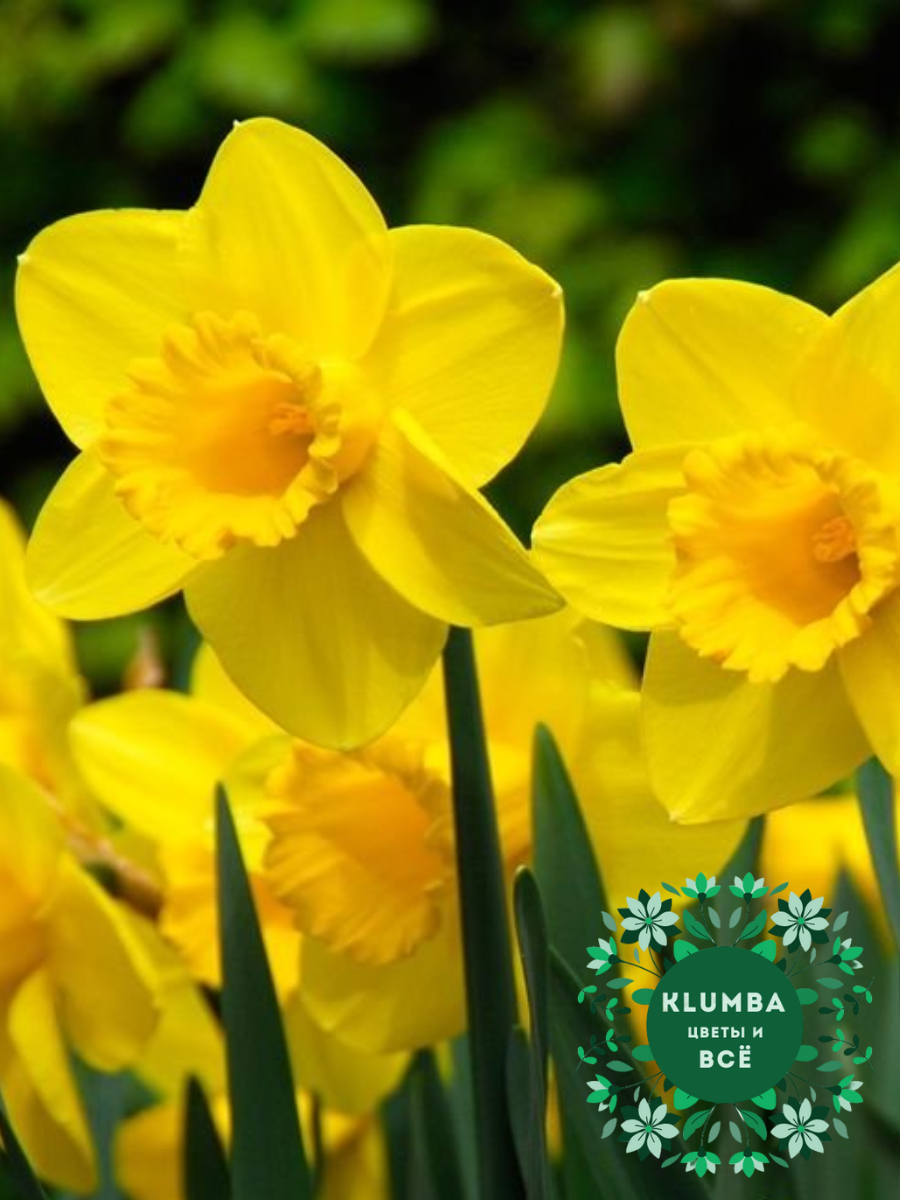 Луковицы цветов Клумба Нарцисс CARLTON ( 3 штуки ) желтый корончатый