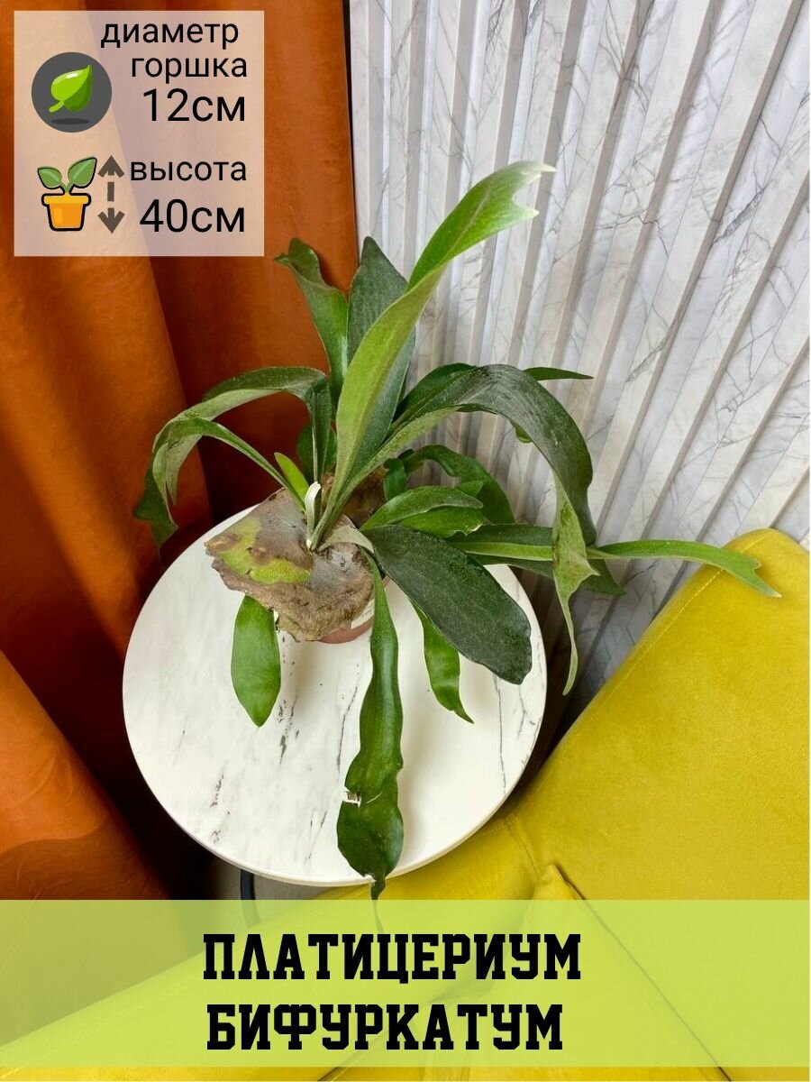 Платицериум Бифуркатум D12см H40см 1шт Нидерланды (9539)