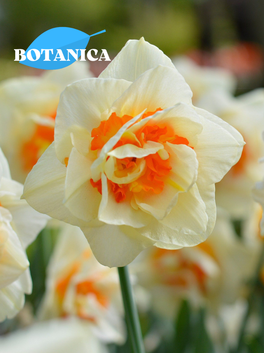 Луковицы цветов botanica garden Нарцисс Флавер Парад (3 штуки)