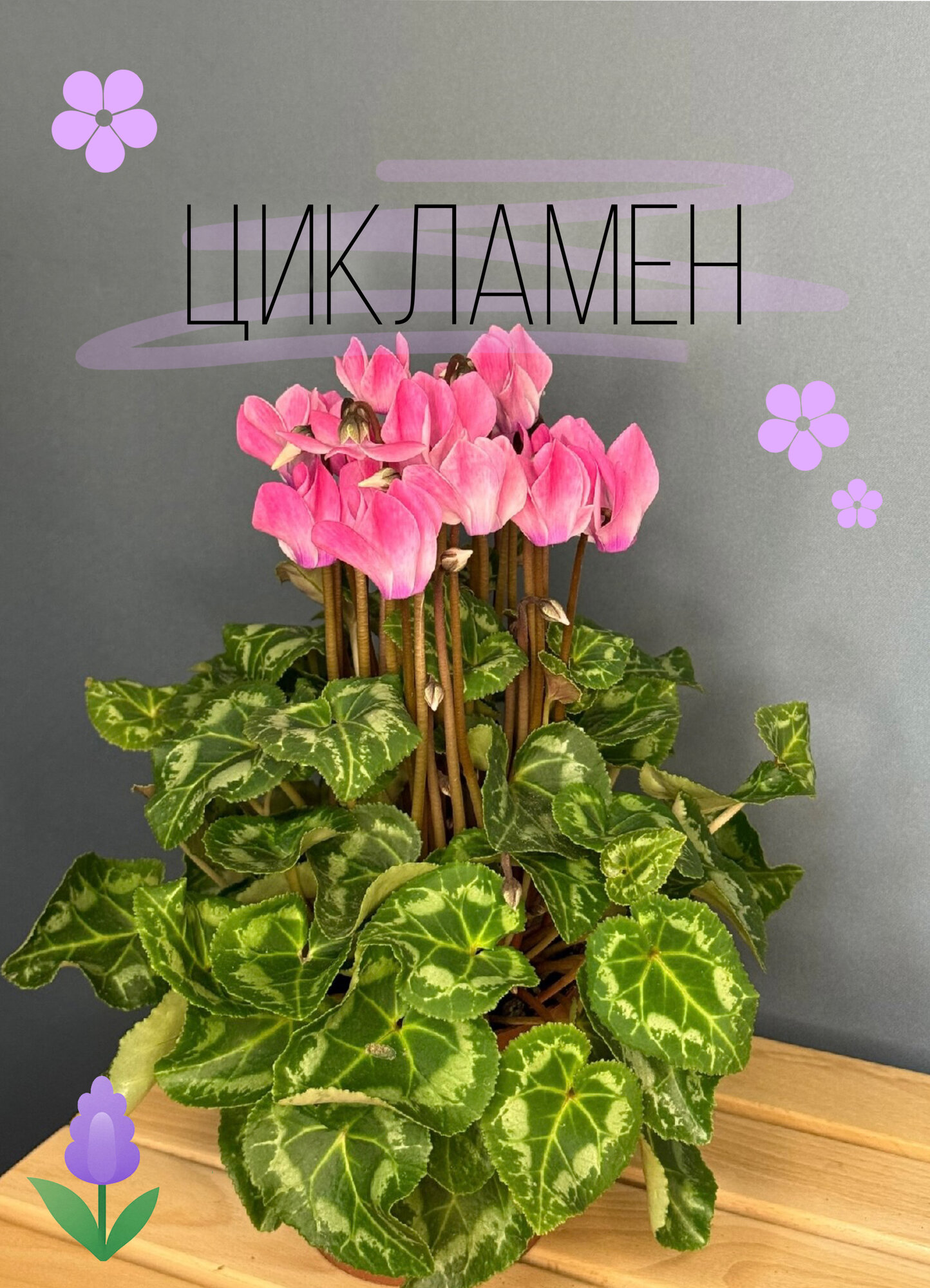 Цикламен персидский нежно-розовый (Cyclamen persicum) — изысканное цветение и свежесть в вашем доме