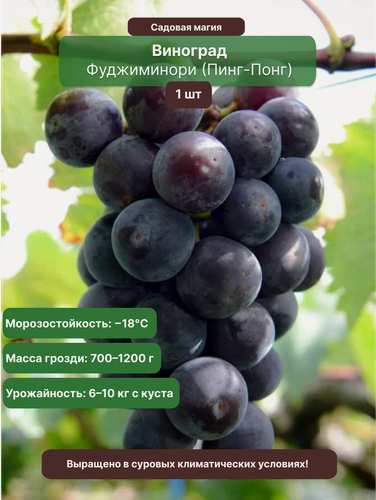 Изображение товара Виноград Фуджиминори (Пинг-Понг) / 1 шт, столовый сорт, крупноплодный, раннесредний