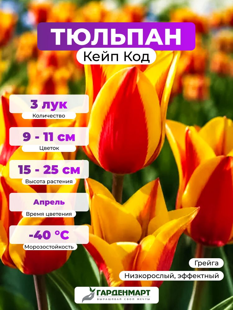 Тюльпан Грейга Кейп Код, 3 лук