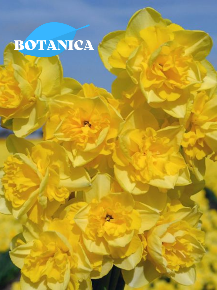 Луковицы цветов botanica garden Нарцисс Спринг Парадайз (5 штук)