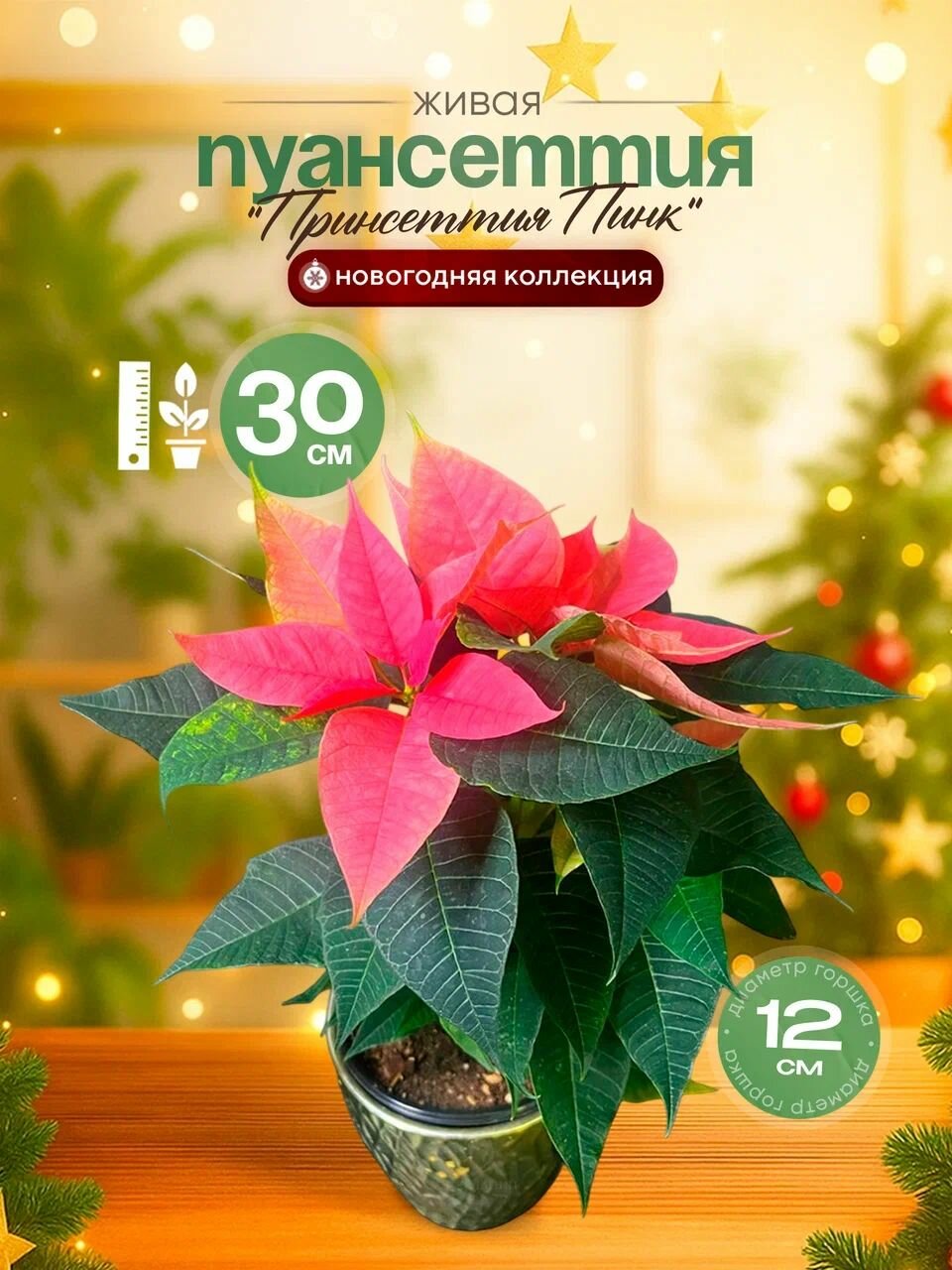 Пуансеттия Принсеттия Пинк 25*12