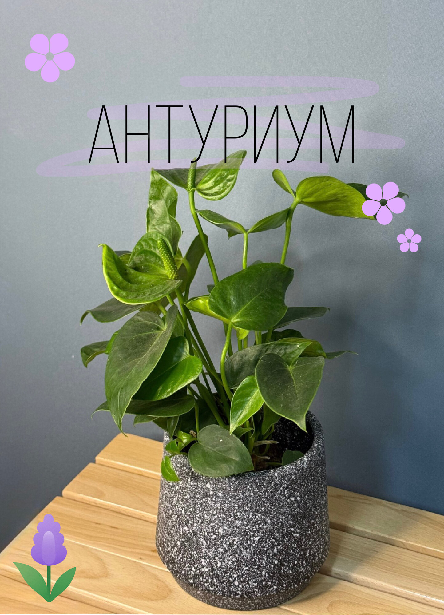 Антуриум Андреанум зелёный (Anthurium andreanum Green) — стильное украшение с необычными изумрудными прицветниками