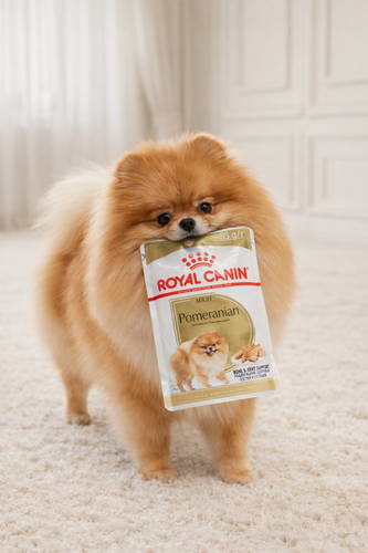 Изображение товара Корм Royal Canin "Pomeranian", влажный, для шпицев, паштет, 85г, 10 штук