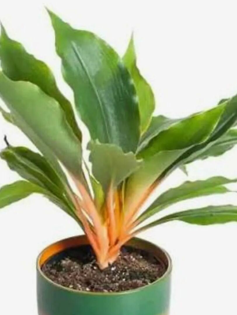 Хлорофитум Оранжевый( Green Orange). — фото 1