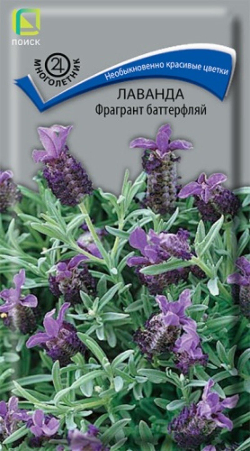 Семена Лаванда Фрагрант Баттерфляй (20 семян) 2 пакета Агрофирма Поиск