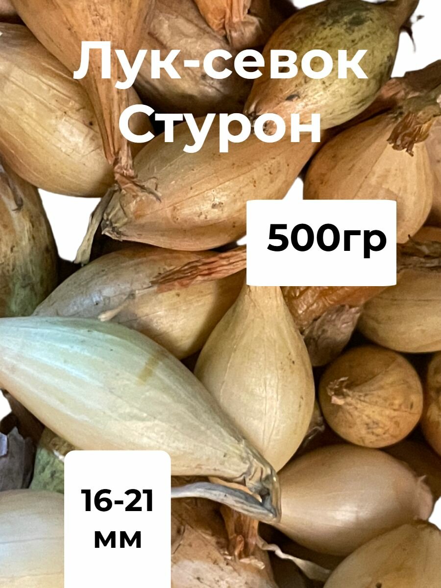 Лук-севок Стурон 500гр (перебран очищен)