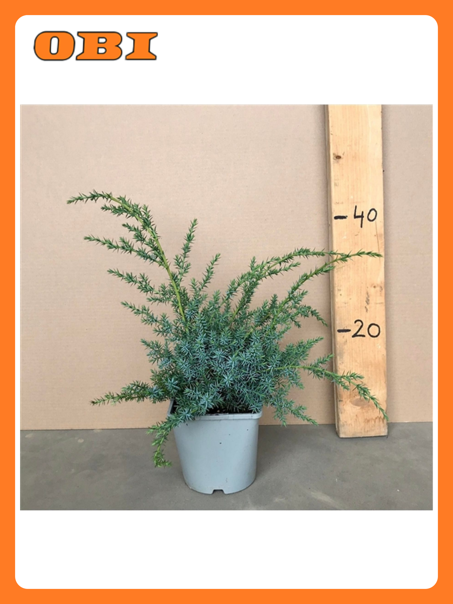 Можжевельник "Блю Альпс", С2, h25-30, многолетнее, декоративный, неприхотливый