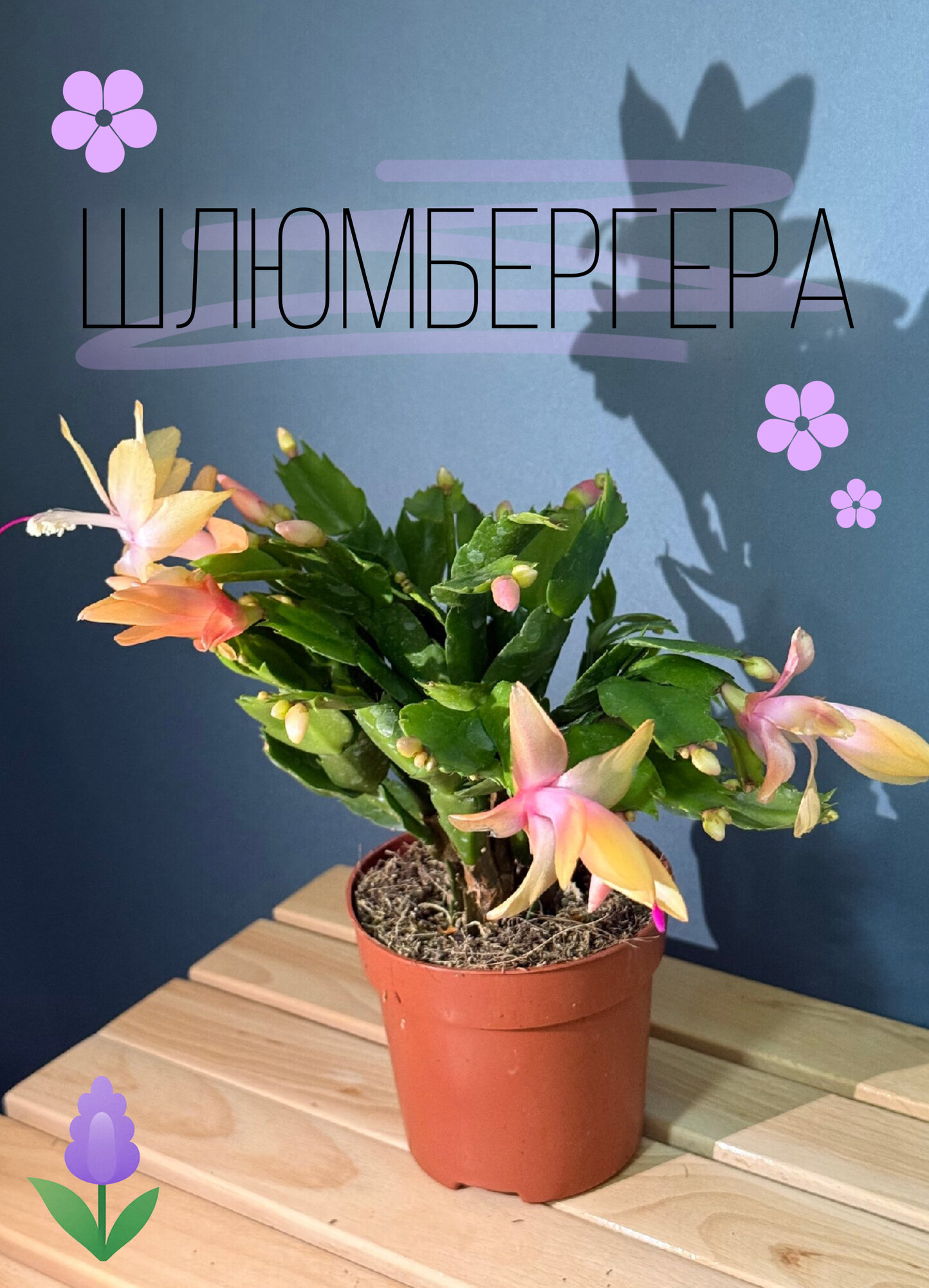 Шлюмбергера (Schlumbergera truncata) — зимнее цветение и нежные краски праздника в вашем доме