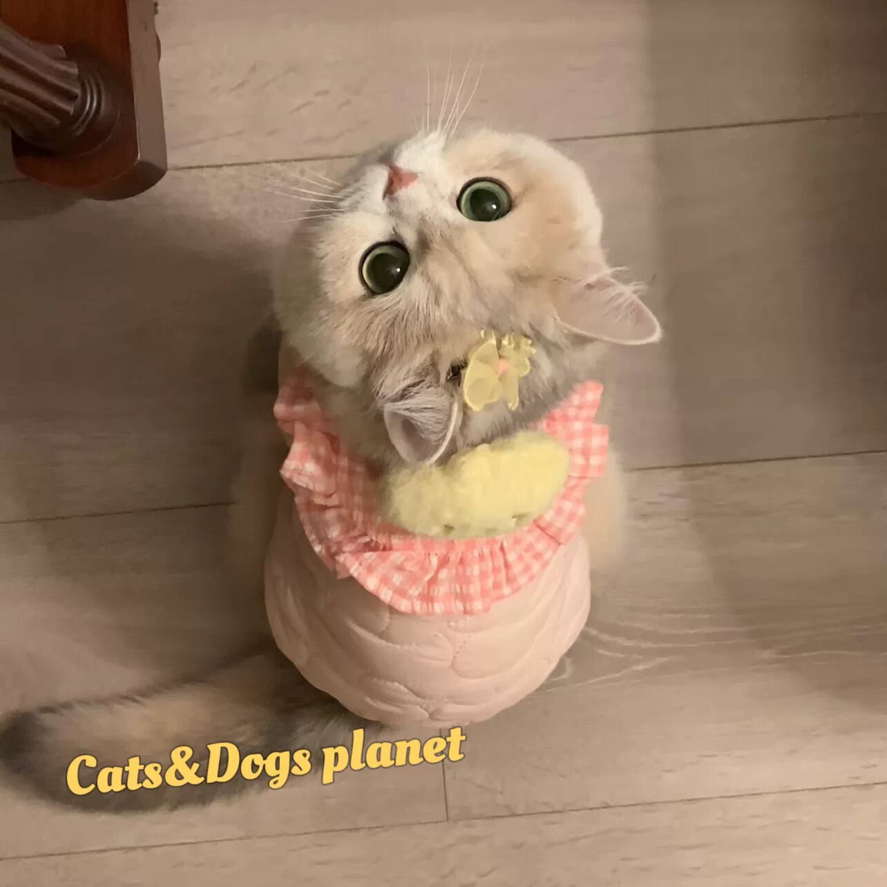 Женская плюшевая кофта с заколкой для кошек и собак, мягкая теплая хлопковая, розовая, размер XS (рекомендуемый вес 2