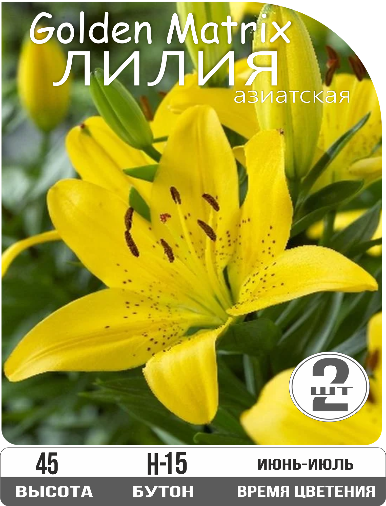 Лилия луковицы многолетние Голден Матрикс азиатская многолетник высота 45 см желтый 2шт.