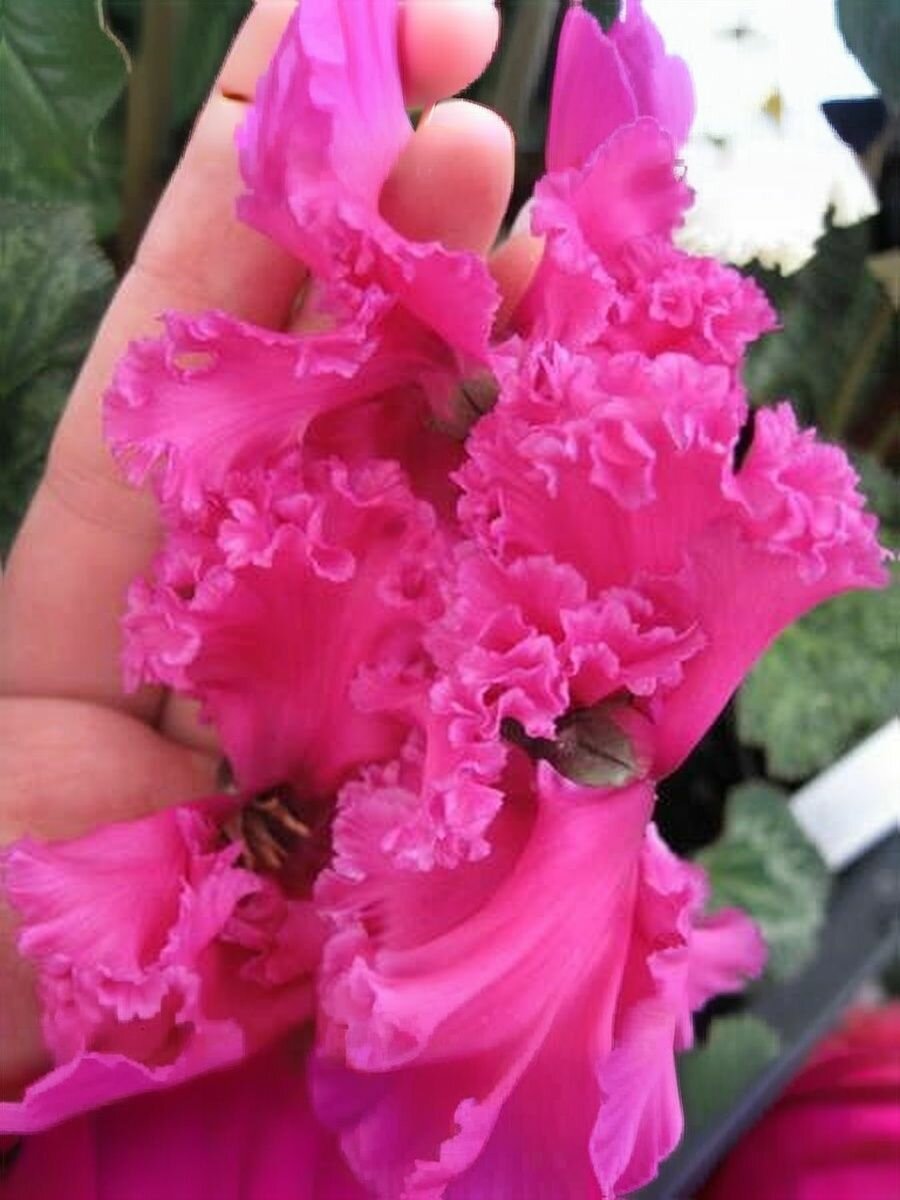 Цикламен сортовой семена