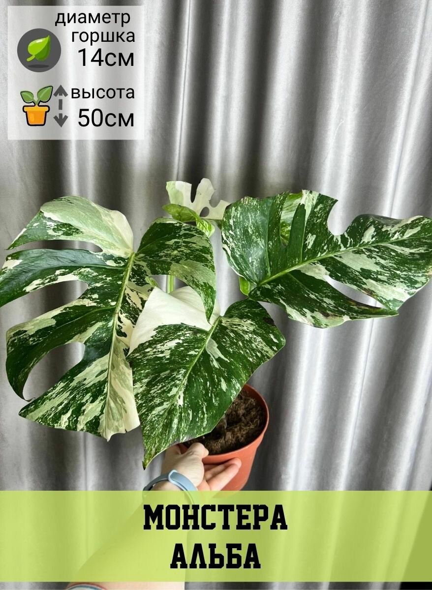 Монстера Альба D14см Н50см 1шт Нидерланды