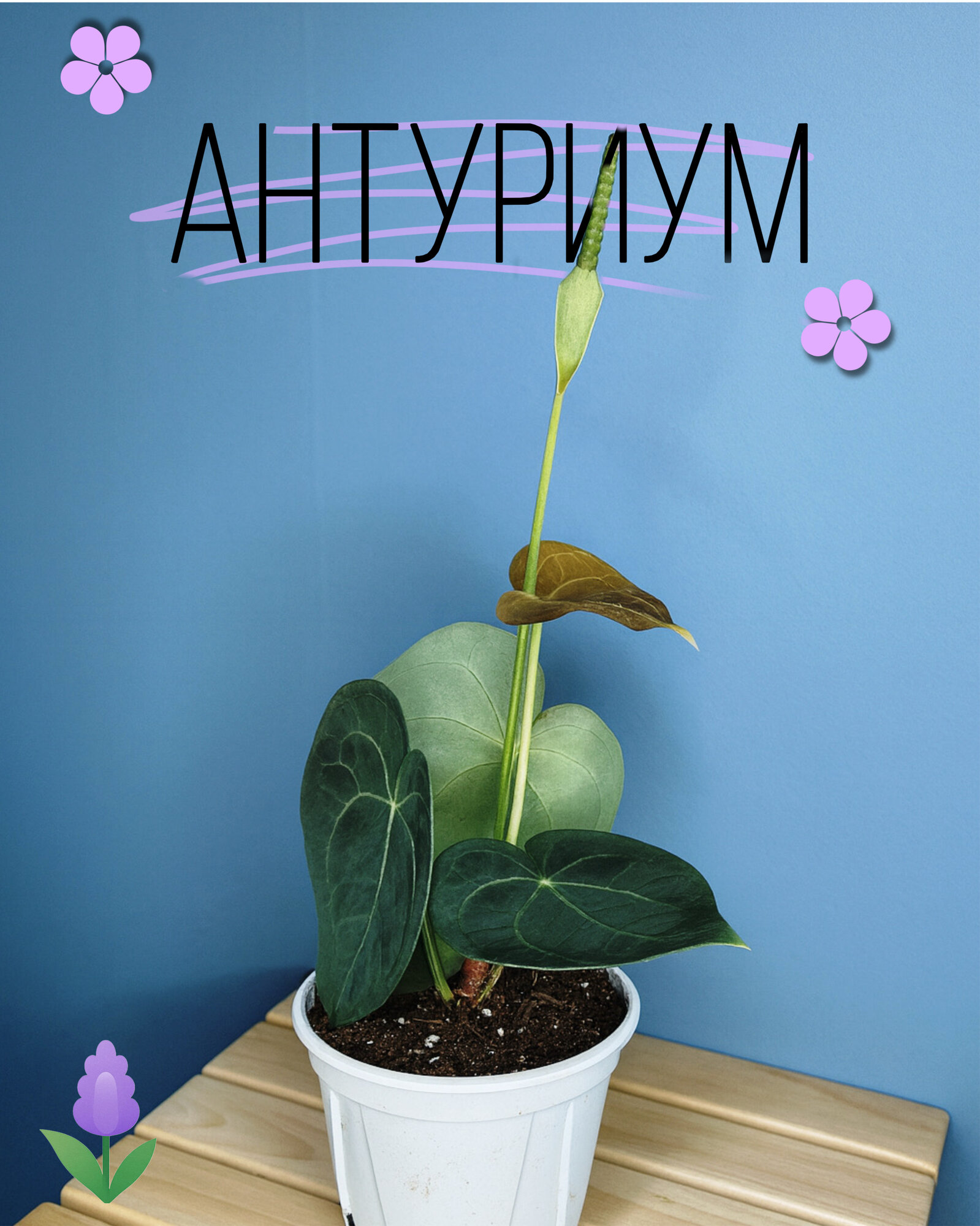 Антуриум Кларинервиум — экзотическое бархатистое растение для стильного интерьера