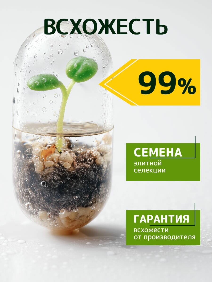 Набор для выращивания растений "Бонсай для начинающих. Кедр" — фото 1