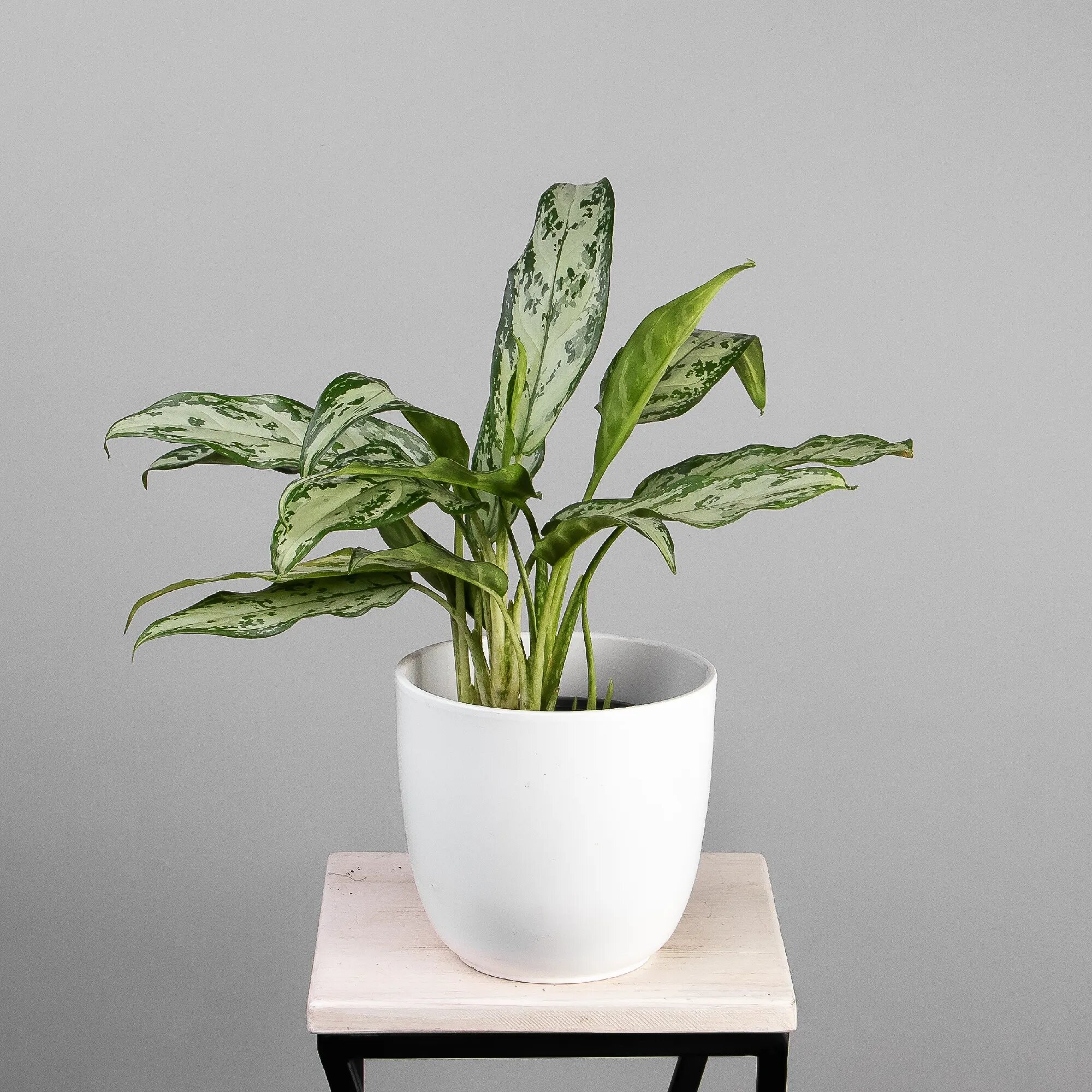 Аглаонема Сильвер Куин (D-15 Н-50)