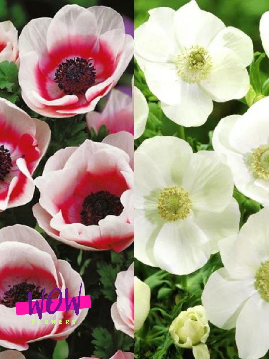 Луковицы цветов  WOW FLOWERS  Анемона Биколор 10 шт\Анемона Зе Брайд 10 шт
