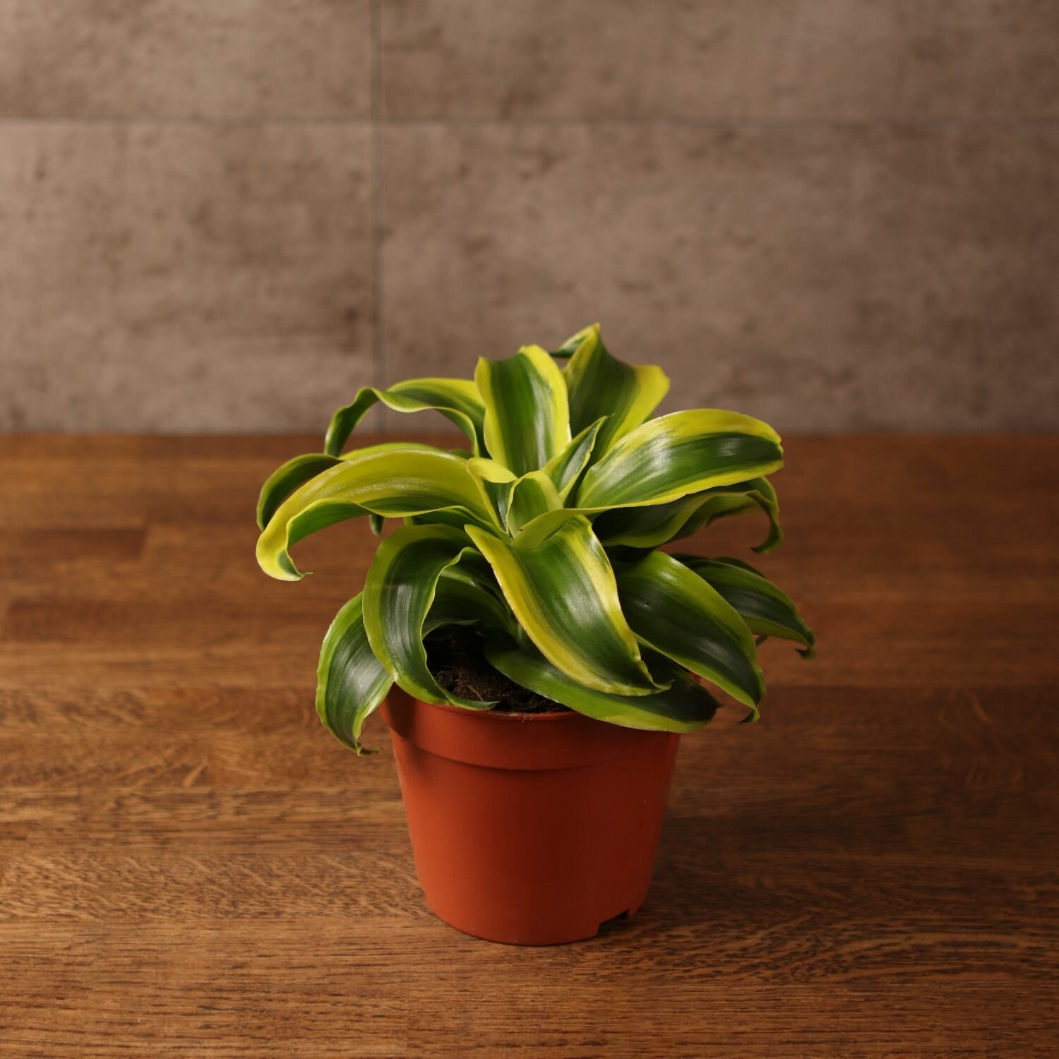 Драцена Фрагранс Дорадо 25/12