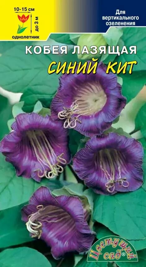 Семена Кобея Синий Кит вьющаяся