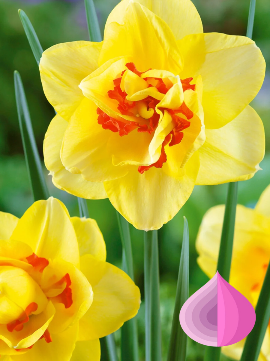 Луковицы цветов bulbs servise Нарцисс Таити  махровый  желтый ( 3 штуки )