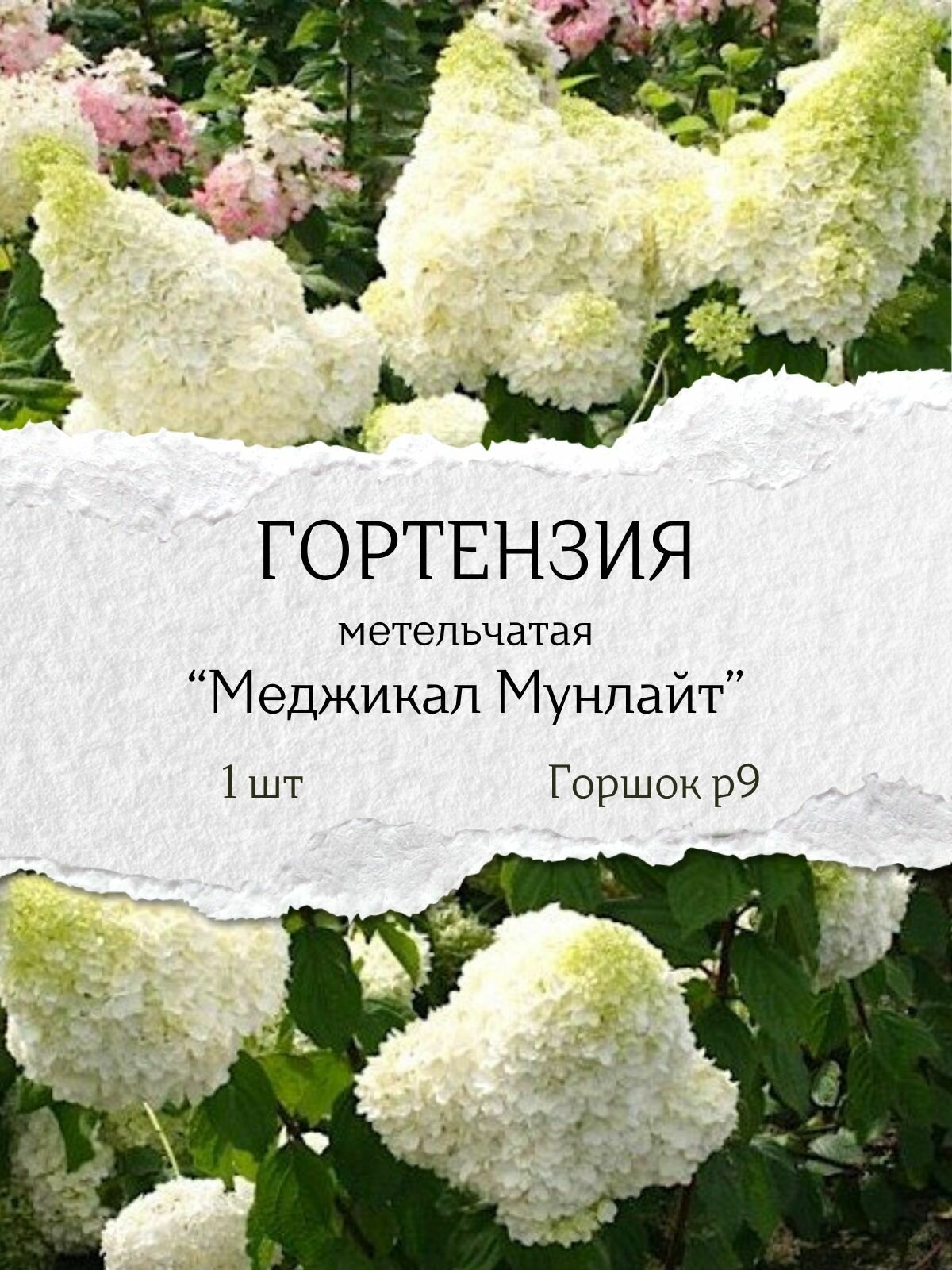 Гортензия метельчатая 