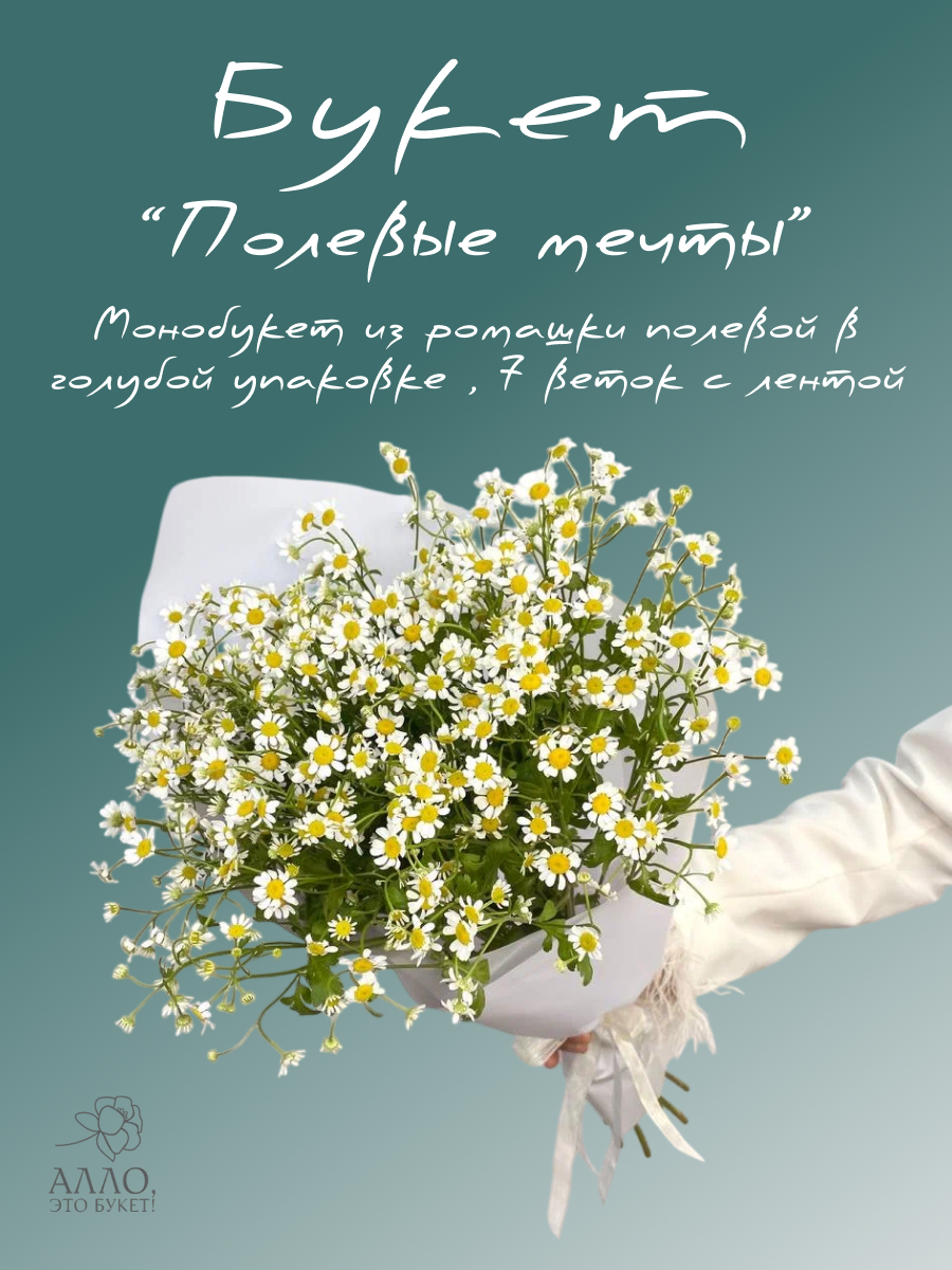  Полевые мечты  Монобукет из ромашки полевой в голубой упаковке   7 веток с лентой