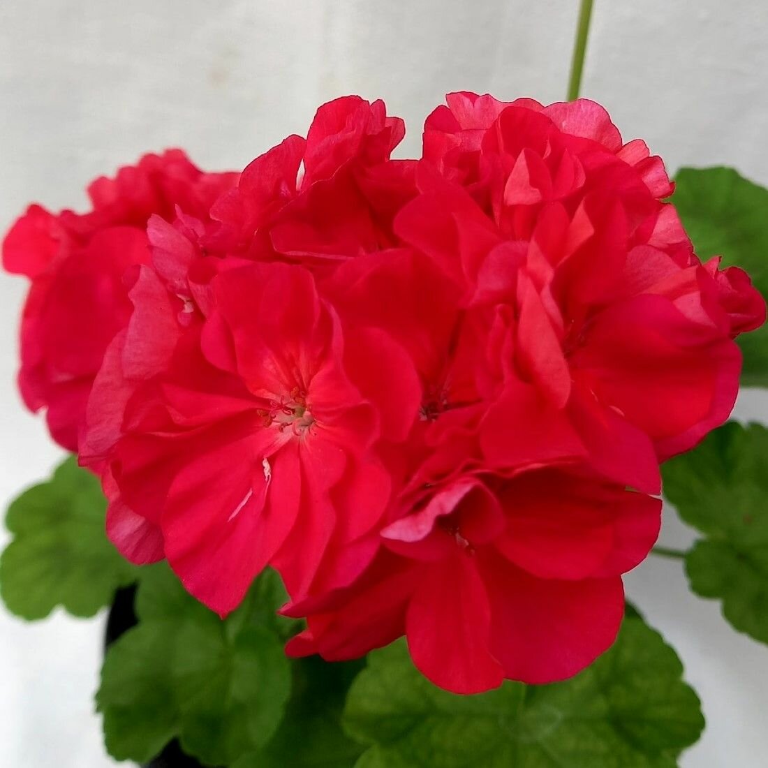 Пеларгония Bold Cormine
