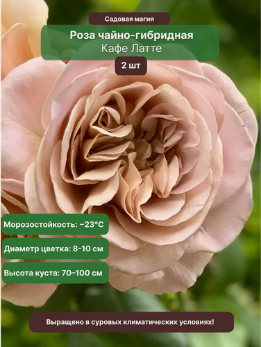 Изображение товара Роза Кафе Латте , чайно-гибридный сорт, кремово-бежевая, 30 см, 2 шт.