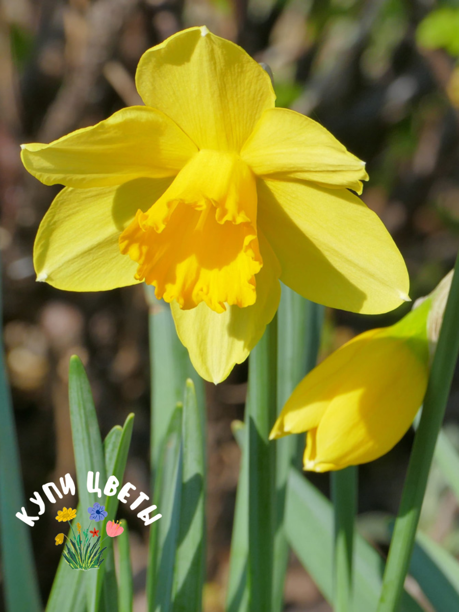 Луковицы цветов купи цветы Нарцисс CARLTON (3 луковицы) желтый