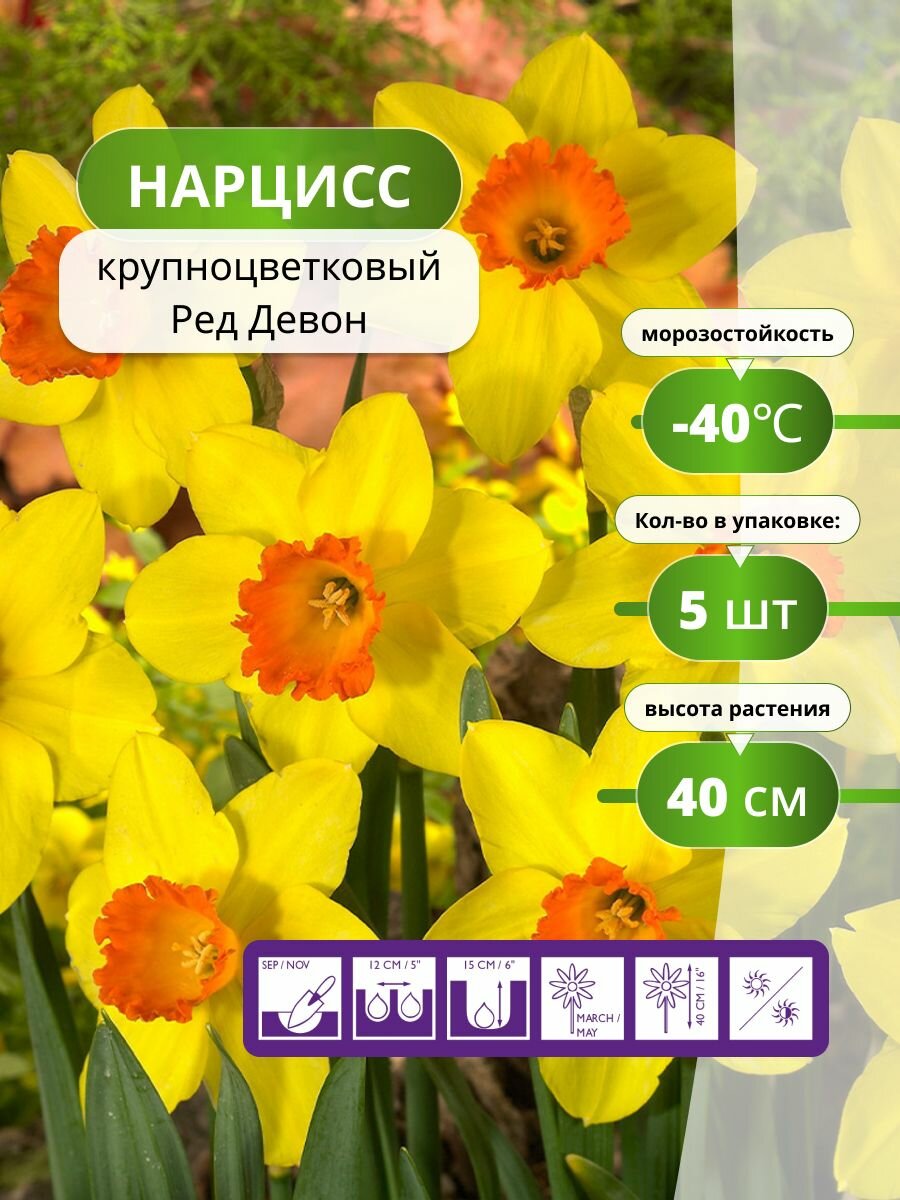 Нарцисс крупноцветковый Ред Девон 5 лук / нарциссы луковицы многолетние