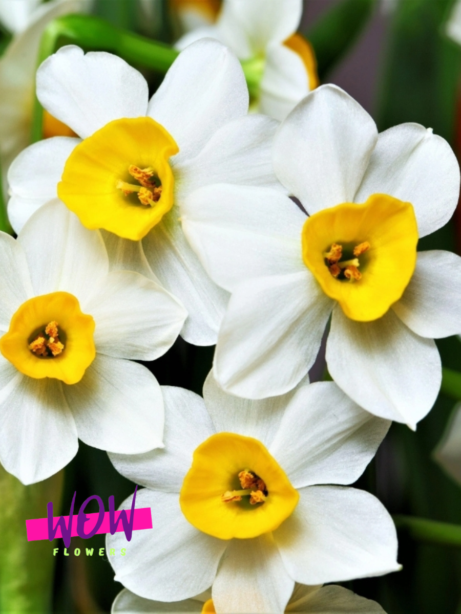 Луковицы цветов WOW FLOWERS  Нарцисс Каналикулатус бело-желтый ( 3 штуки )