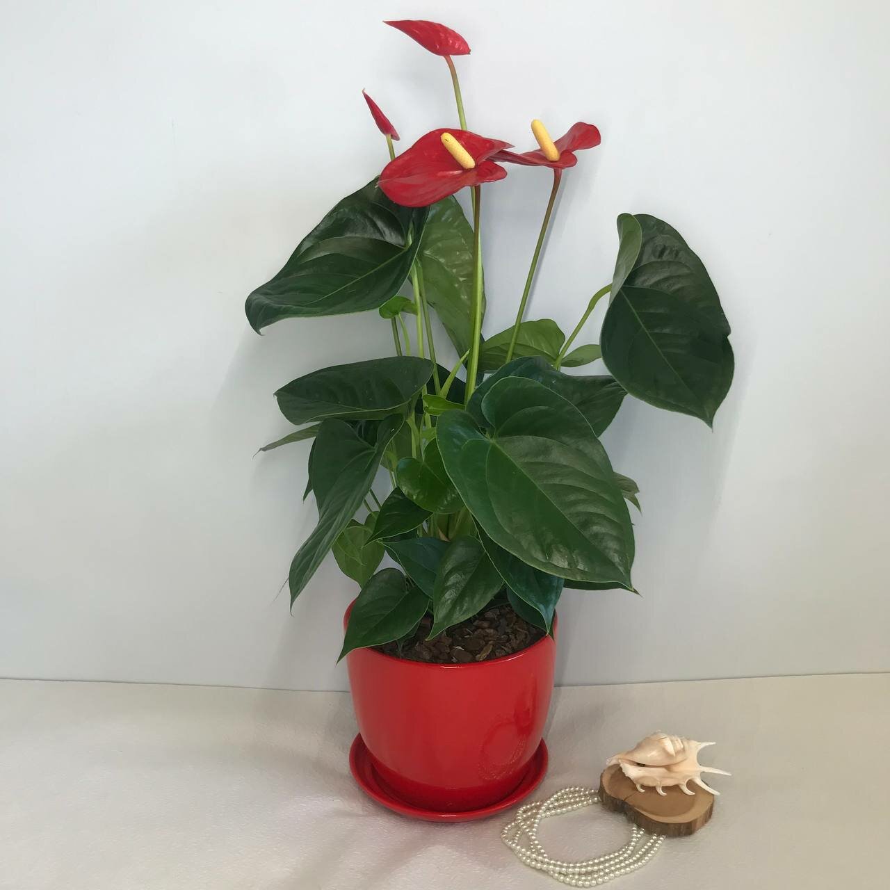 Антуриум RED в красном кашпо