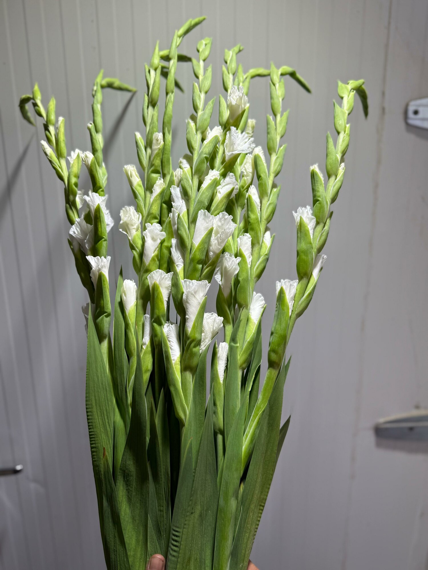 Гладиолус белый красивый букет цветов премиум букет цветы.