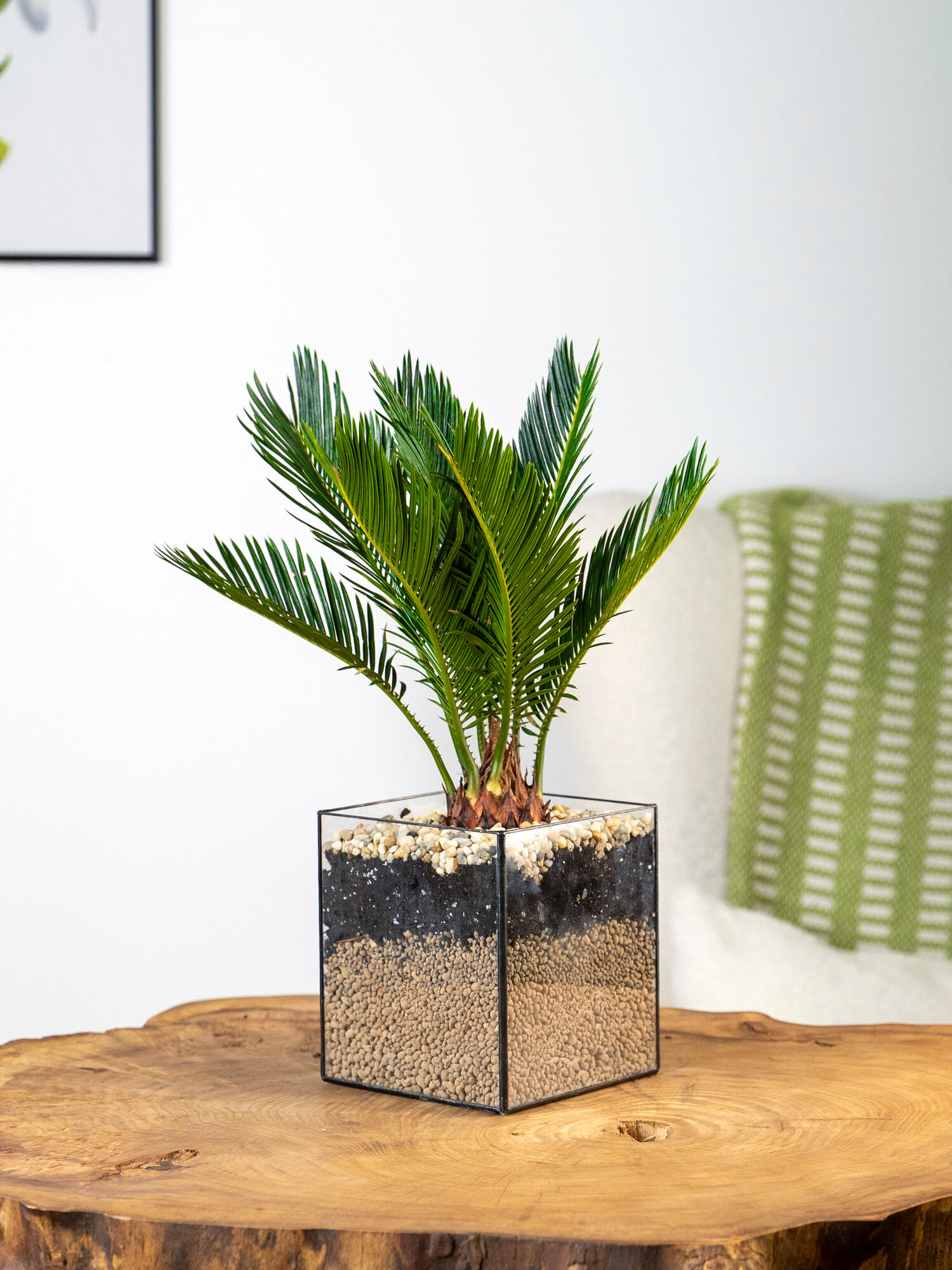 Geo Glass: Растение Цикас в кашпо из стекла  пальма живая в горшке  флорариум 