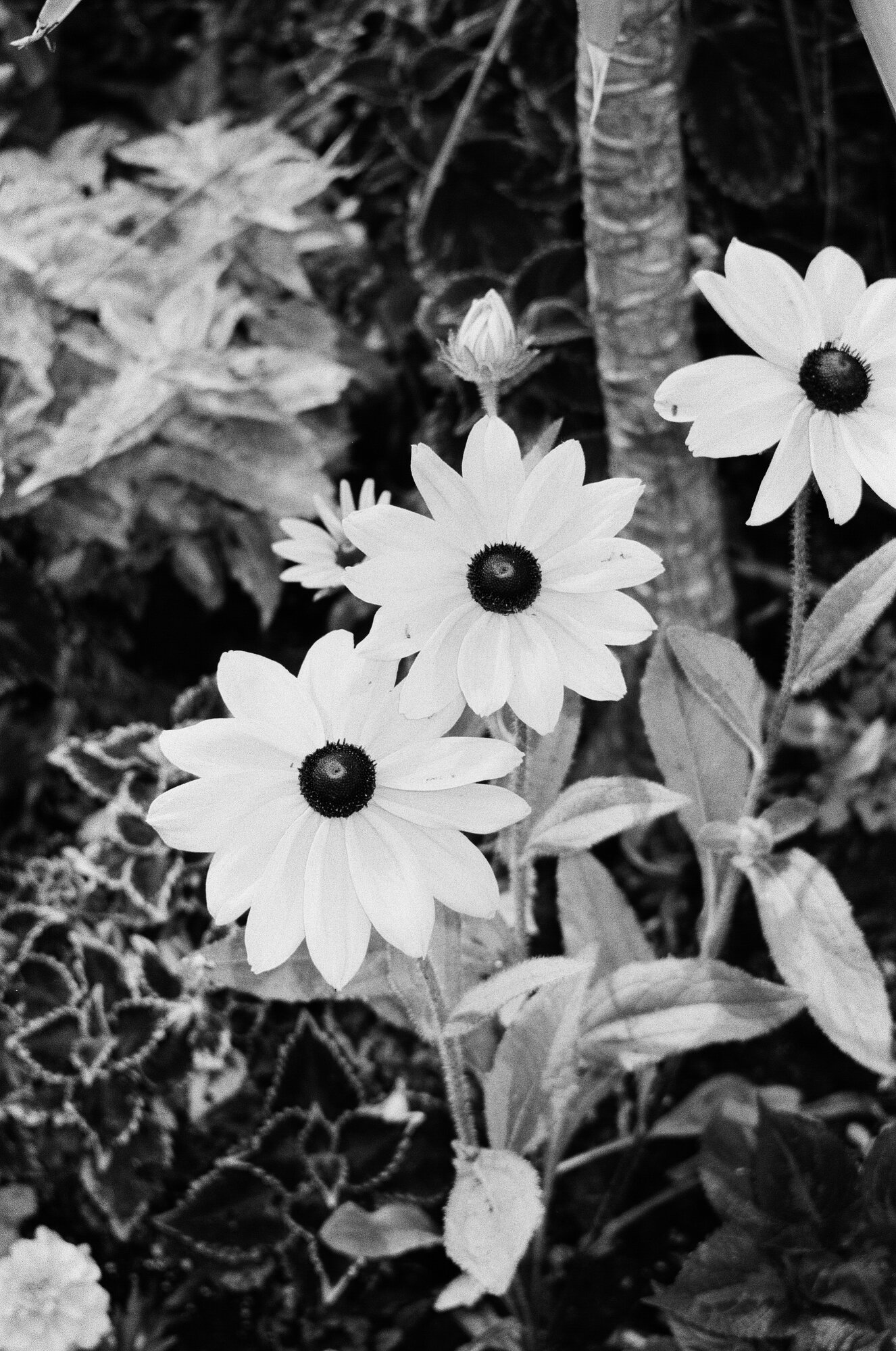 Фотопленка Film never die kuro 100, 36 кадров, iso 100, 135 mm — фото 1