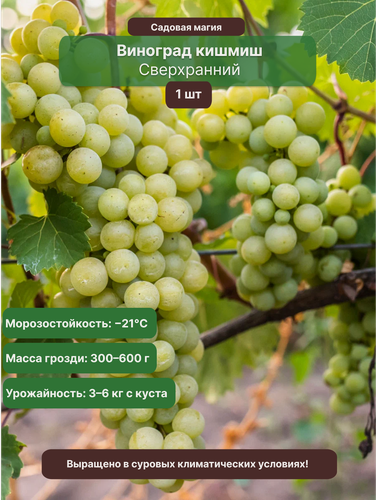 Изображение товара Виноград кишмиш Сверхранний 1 шт / бессемянный, морозостойкий сорт