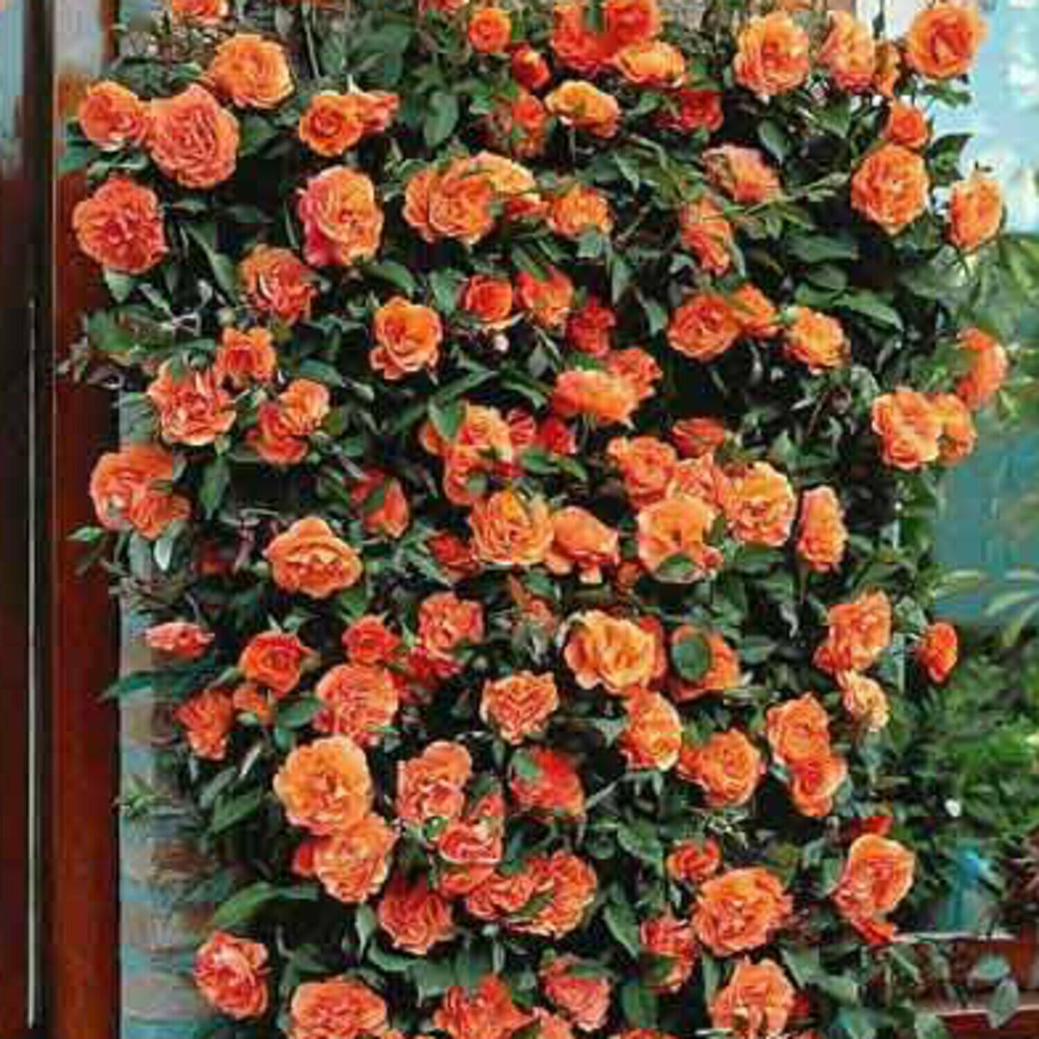 Роза плетистая Оранжевая (Orange) 2 шт роз ароматный сорт