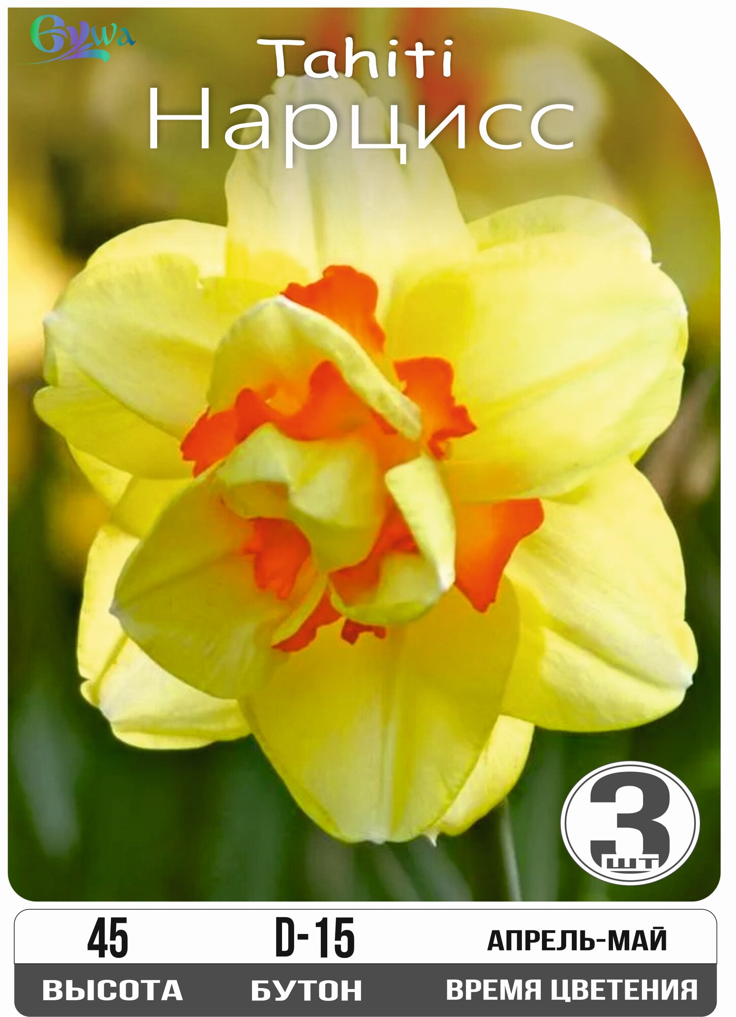 Луковица нарцисса 