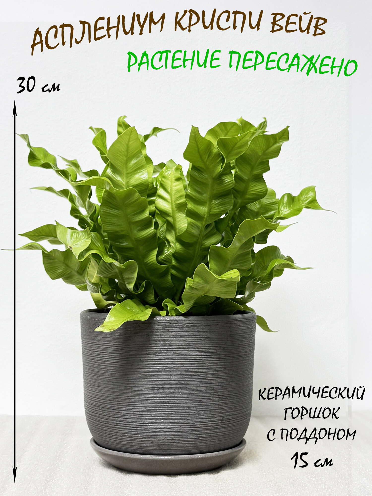 Асплениум Криспи Вейв в сером керамическом горшке с поддоном высота 30-35см