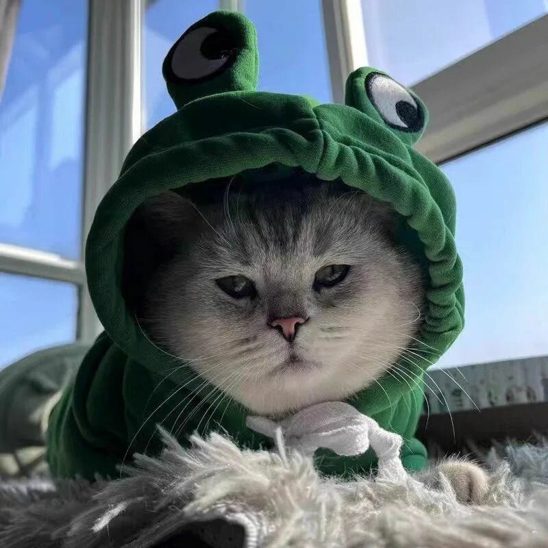 Одежда для животных — фото 1